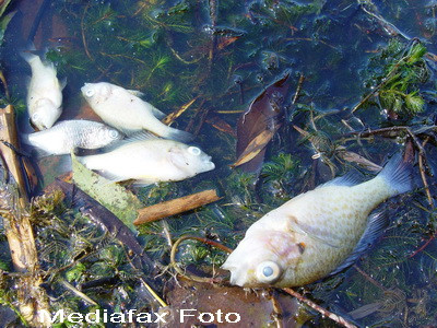 Pestii din Prejmer, ucisi de un pesticid puternic folosit in agricultura
