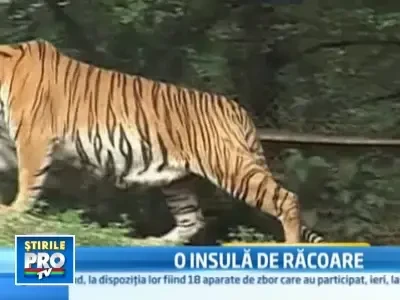 Animalele de la zoo, rasfatate cu gustari reci in zile de canicula