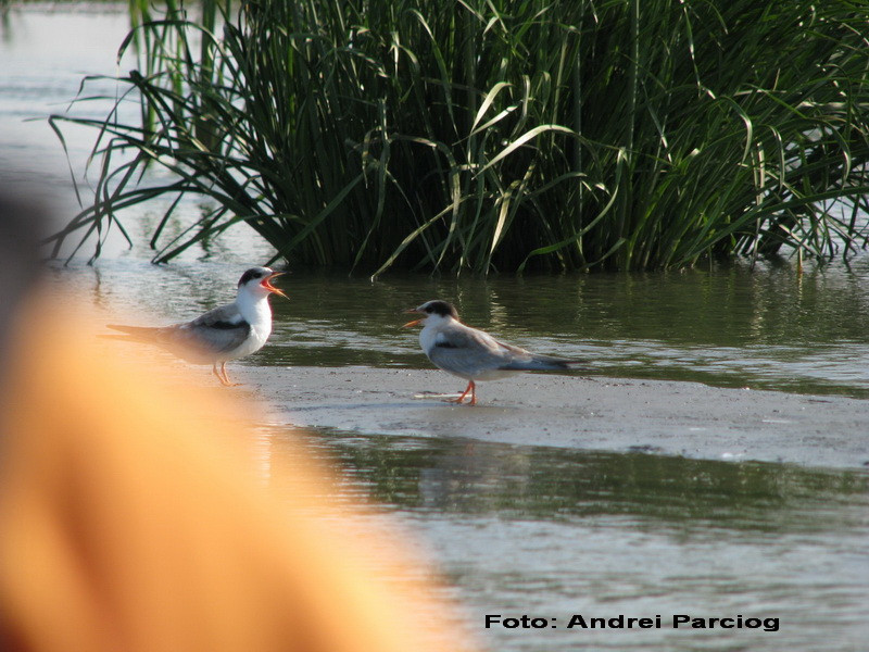 Chirele din Golful Musura