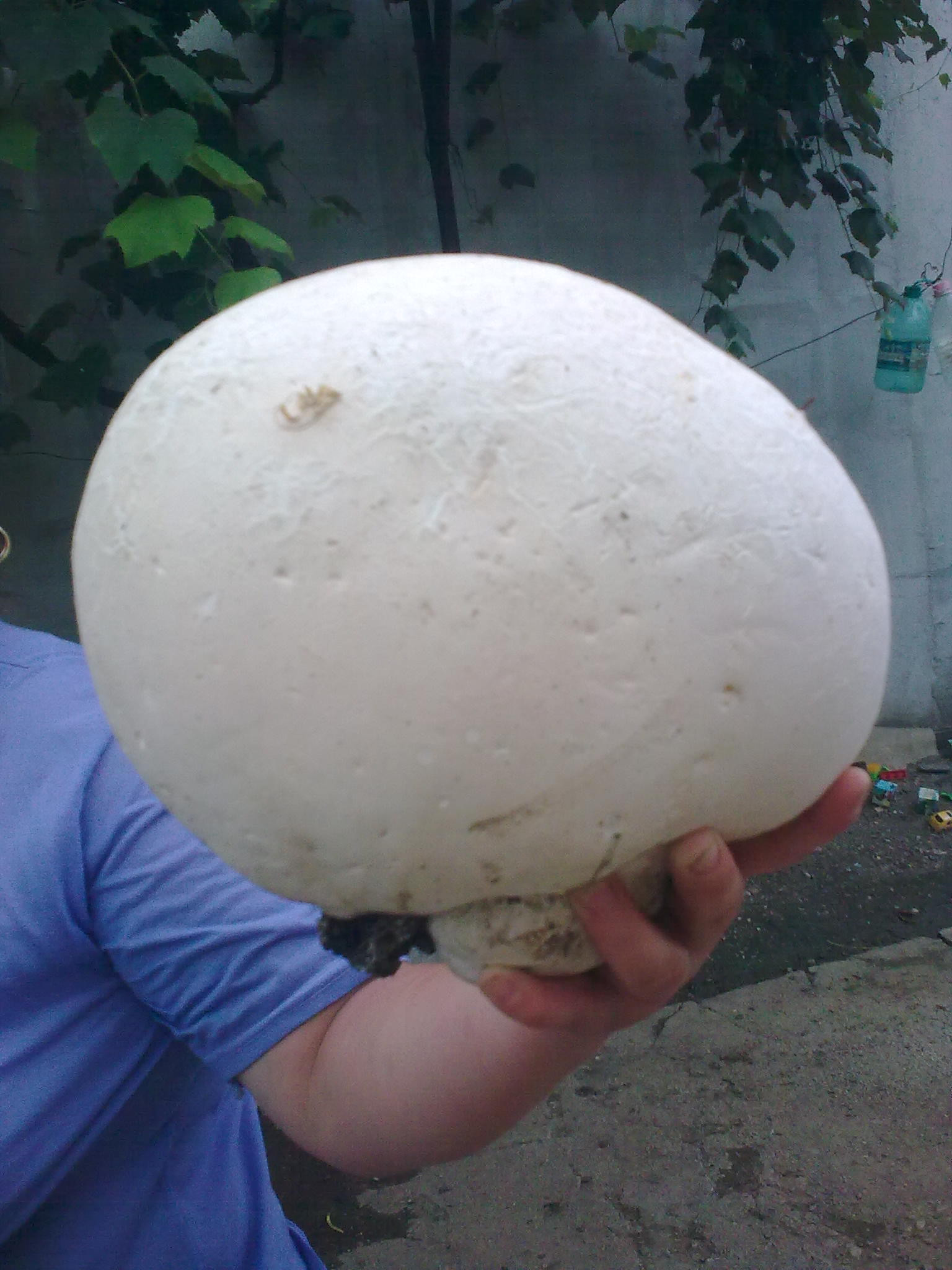 Ciuperca gigant, demna de Cartea Recordurilor, in Romania