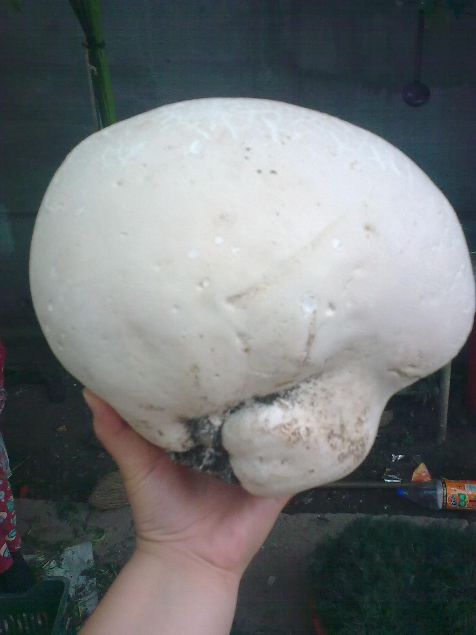 Concurs! Izabela si ciuperca gigant castiga un aparat foto