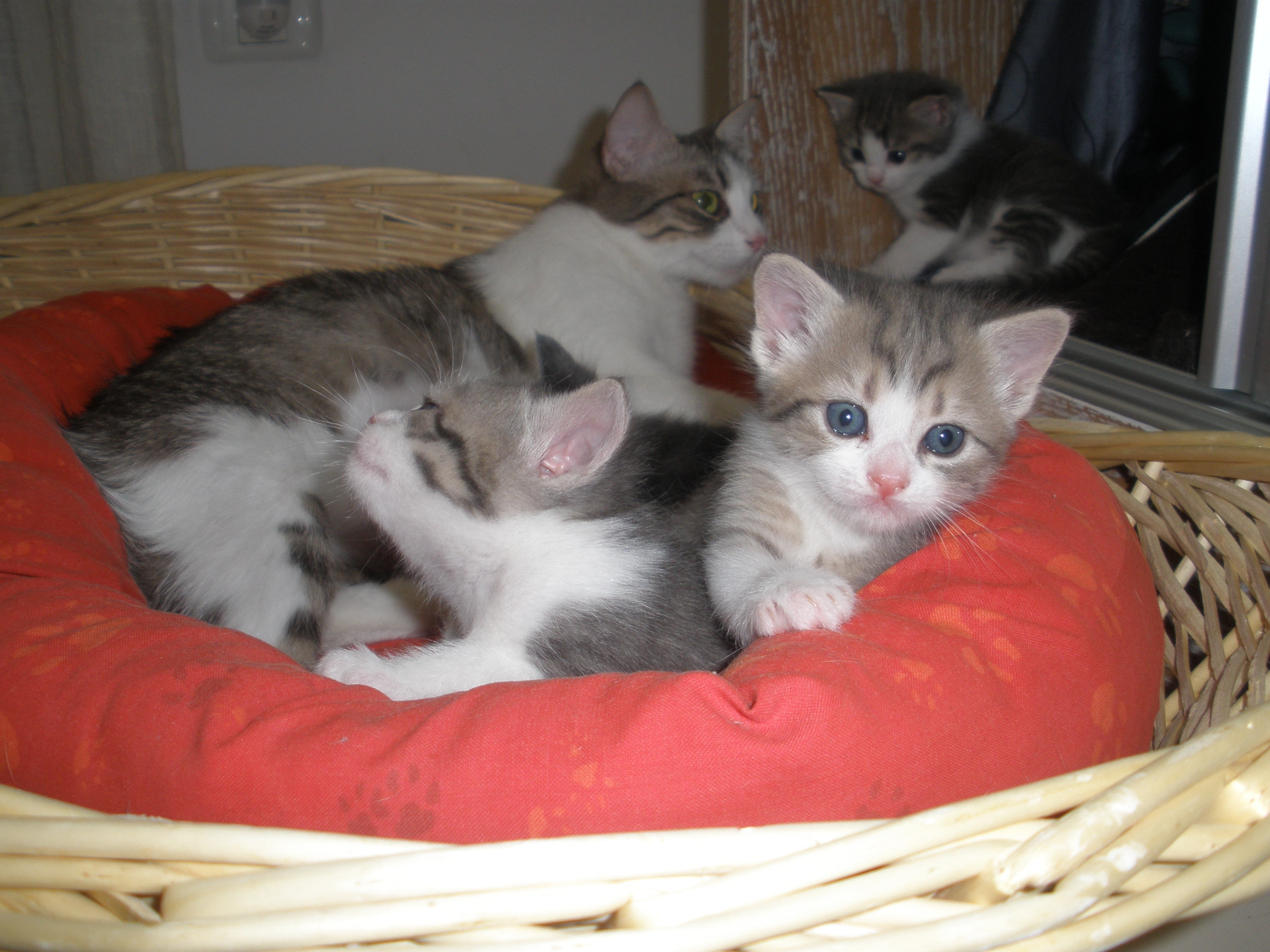 Trei pisoi dragalasi sunt in cautarea unei familii!