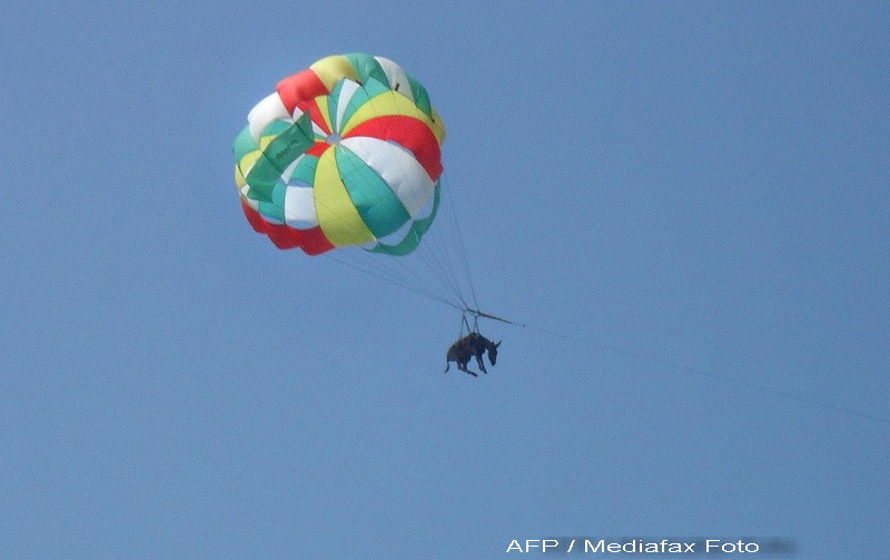 Dupa un salt fortat, magarusul zburator este transportat in Anglia. Video!