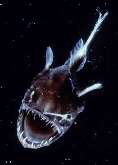 Infiorator. Monstruozitati de pesti ce traiesc in adancurile oceanelor