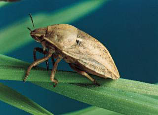 Invazie de plosnite in SUA! Oamenii sunt terorizati