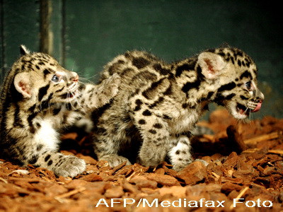Doi mici leoparzi patati, vedete la Zoo Paris. VIDEO