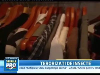 Invazie de plosnite in SUA! Oamenii sunt terorizati