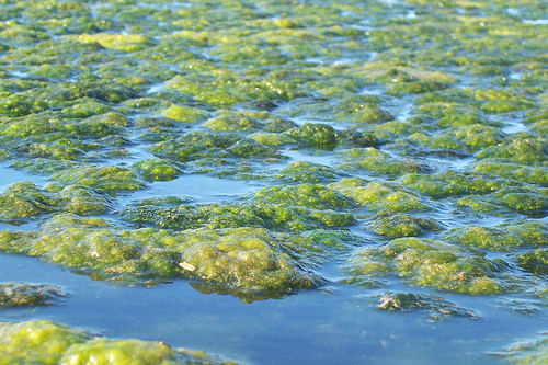 Avem litoral frumos. Pacat de algele care au napadit plajele