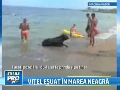 Vitel salvat din Marea Neagra. S-a zbatut 20 de ore in apa