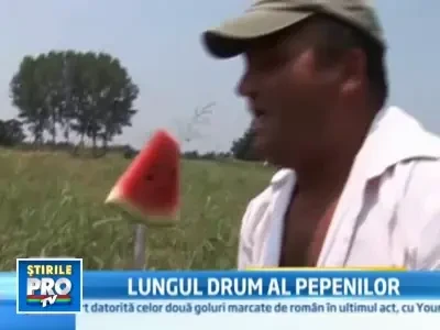 Zemosi, gustosi, dulci ca mierea si scumpi ca aurul: pepenii de Dabuleni