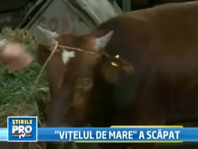 Vitelusul salvat din valurile marii a primit un nume. Il cheama Claudiu