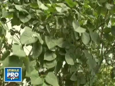 Elena Udrea a inceput curatenia la PDL Bucuresti. Cu paianjenii