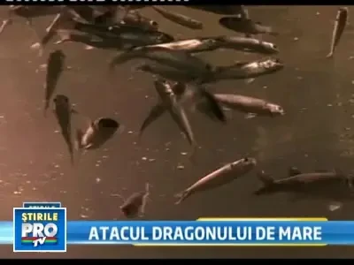 Pericol pe litoral! Mai multi oameni au fost intepati de dragonul de mare