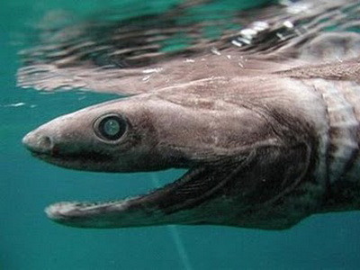 Incredibil! A prins un tipar urias: are peste 2 metri si 35 de kg