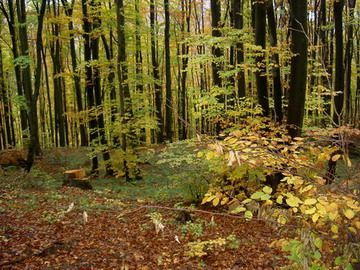 In Alba a inceput actiunea de impadurire. Vor fi plantati peste 980.000 de puieti