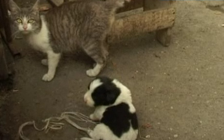 Vuieste Internetu'! O pisica a adus pe lume un catelus! Crezi?