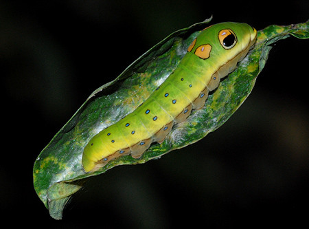 Dupa canicula si inundatii, agricultorii romani au un alt dusman: omizile