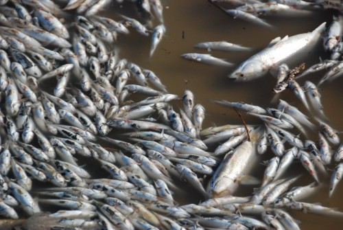 Tone de pesti morti intr-o balta din judetul Buzau!