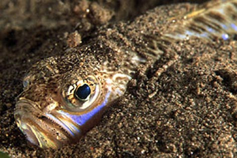 Din ce in ce mai multe persoane cad victime "dragonului de mare" pe litoral