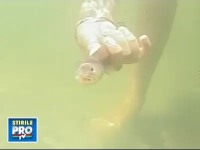 Marea Neagra intra in putrefactie? Mii de pesti morti la malul marii!