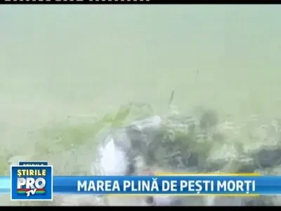 Marea Neagra intra in putrefactie? Mii de pesti morti pe plaja