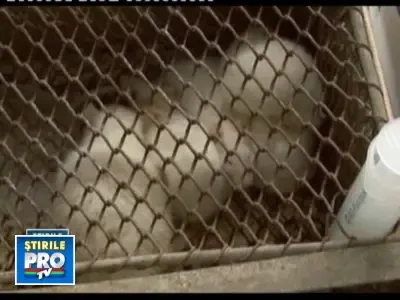 Aproape 20 rozatoare, "internate" la salina din Turda, in scop terapeutic