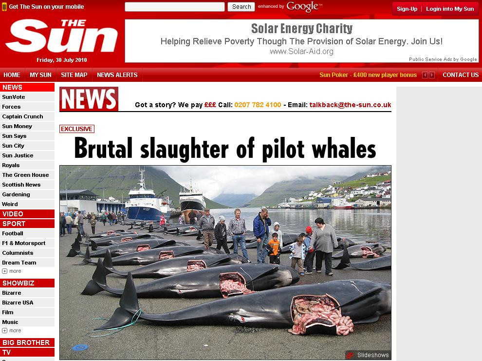 Socant! 200 de balene macelarite. Trupuri scobite, pui scosi din pantece