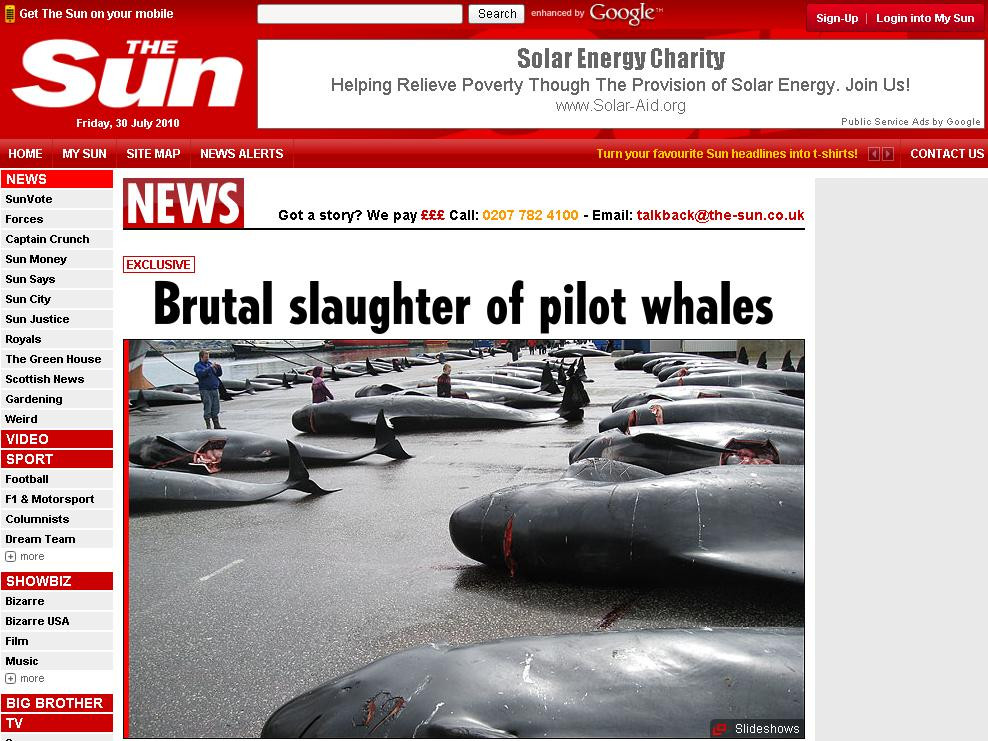 Socant! 200 de balene macelarite. Trupuri scobite, pui scosi din pantece