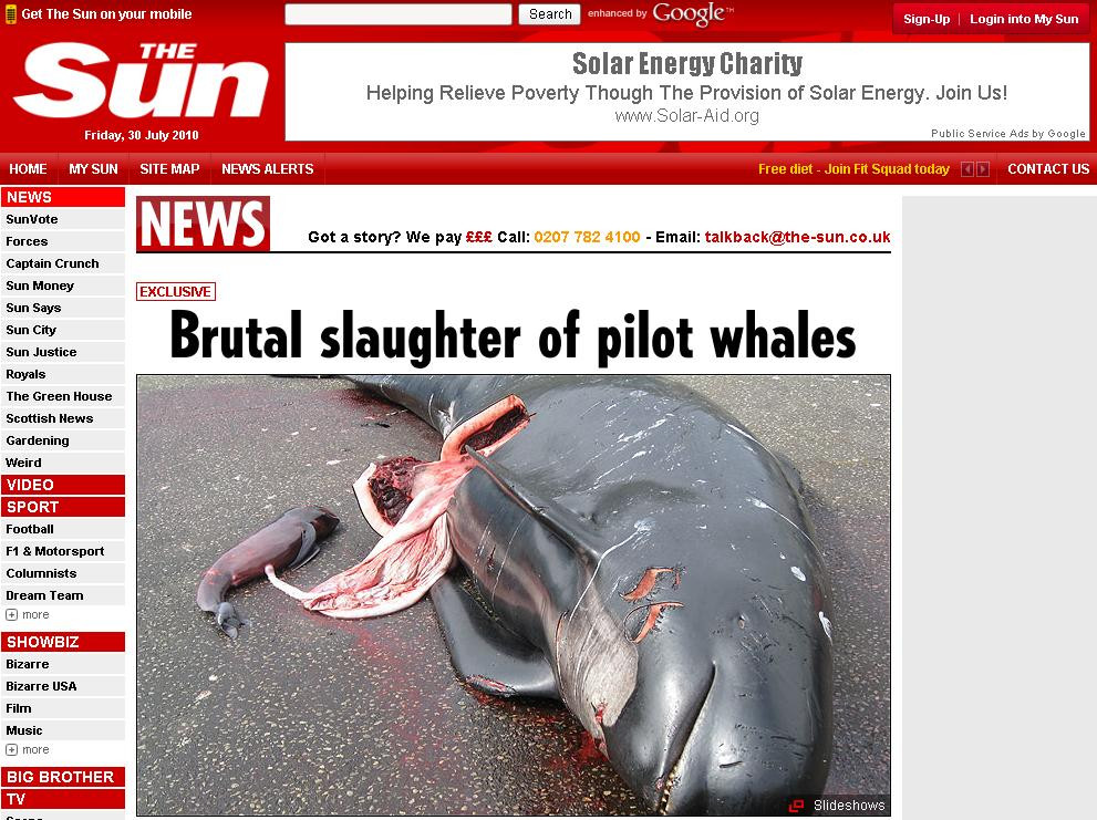 Socant! 200 de balene macelarite. Trupuri scobite, pui scosi din pantece