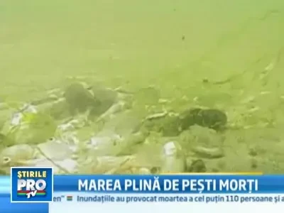 Tablou apocaliptic pe litoral! Mii de pesti morti la malul marii!