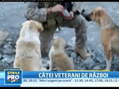 Cel mai bun prieten al soldatului american: cainele vagabond