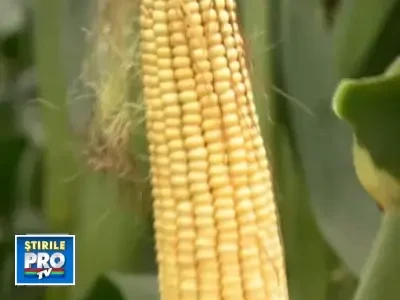 Ploile aduc productii record de porumb si floarea-soarelui in acest an