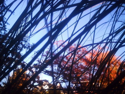 Fotografii facute de motanul Cooper