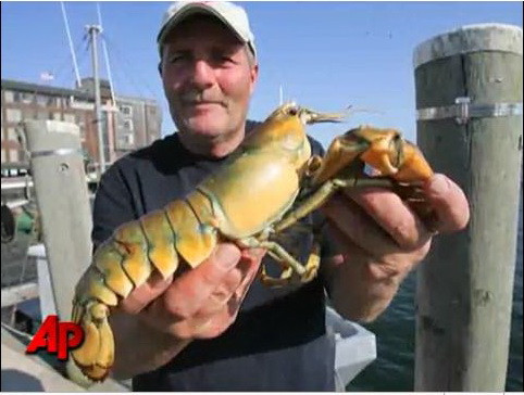 Homarul galben. E 1 la 30 de milioane si a cazut in plasa unui pescar