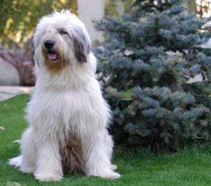 Criza e de vina? In fiecare zi sunt abandonate animale de rasa