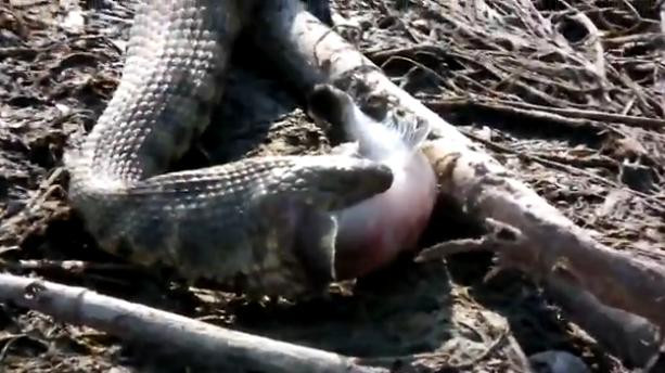 Imagini incredibile! Un sarpe se chinuieste sa inghita un guvid. VIDEO