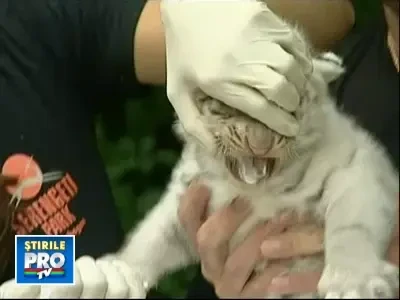 Nu sunt cei mai frumosi puiuti de tigru alb pe care i-ati vazut pana acum?