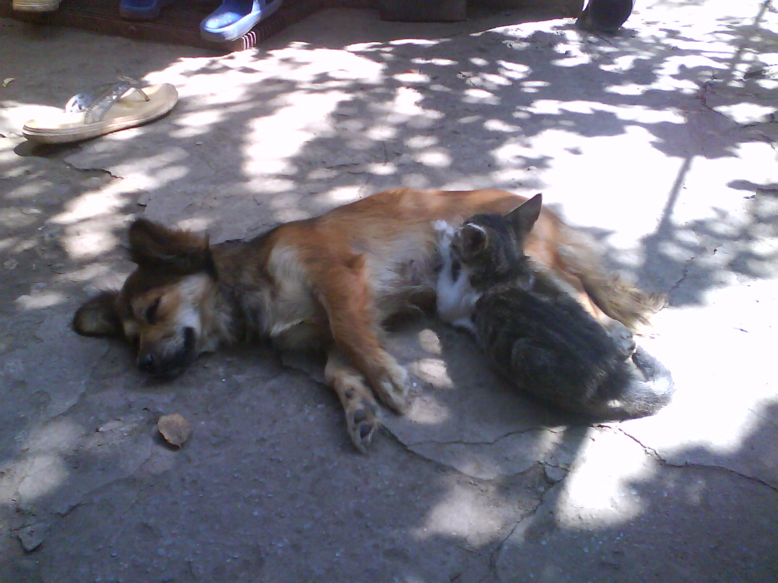 Din rivali, mama si... pui adoptiv! O catelusa alapteaza un pisoi. VIDEO