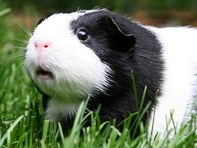 Cele mai trasnite apeluri la 999, numarul de urgente din Marea Britanie