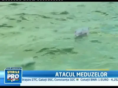 Invazie de meduze pe coastele din nordul Spaniei