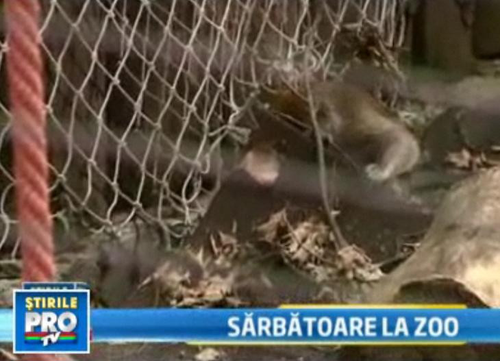 Uite-l pe macac cum se ascunde sub pres, speriat de chiuiturile copiilor!