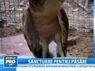 Chinezii vor sa salveze pasarile pe cale de disparitie