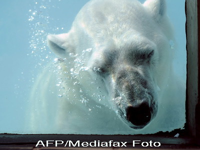 Ursul Nikita, noua vedeta de la Zoo Kansas