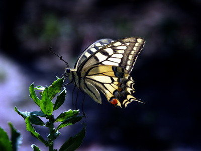 Expozitie de fluturi tropicali vii la Muzeul Zoologic din Cluj-Napoca