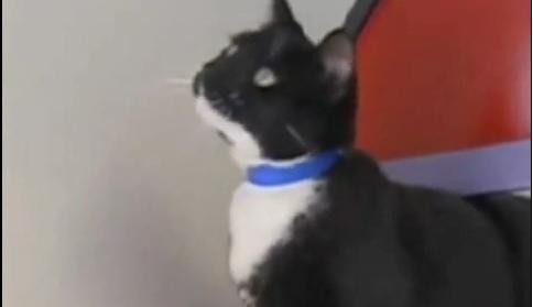 Si-a marinat pisica, se pregatea sa o gateasca, dar l-au prins politistii