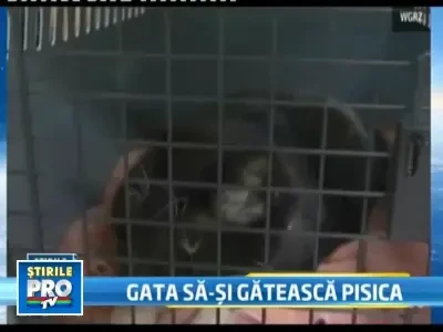 Si-a marinat pisica, se pregatea sa o gateasca, dar l-au prins politistii