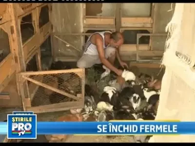 Lipsa hranei pentru animale ne lasa fara ferme