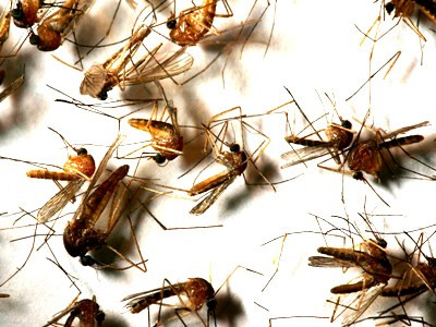 Invazie de tantari in Bucuresti. Cum scapati de intepaturile care aduc virusul West Nile