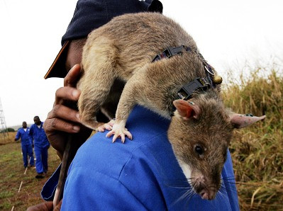 Oamenii sunt de vina: motivul care a dus la aparitia "sobolanilor-mutant". Specialistii spun ca sunt din ce in ce mai multi