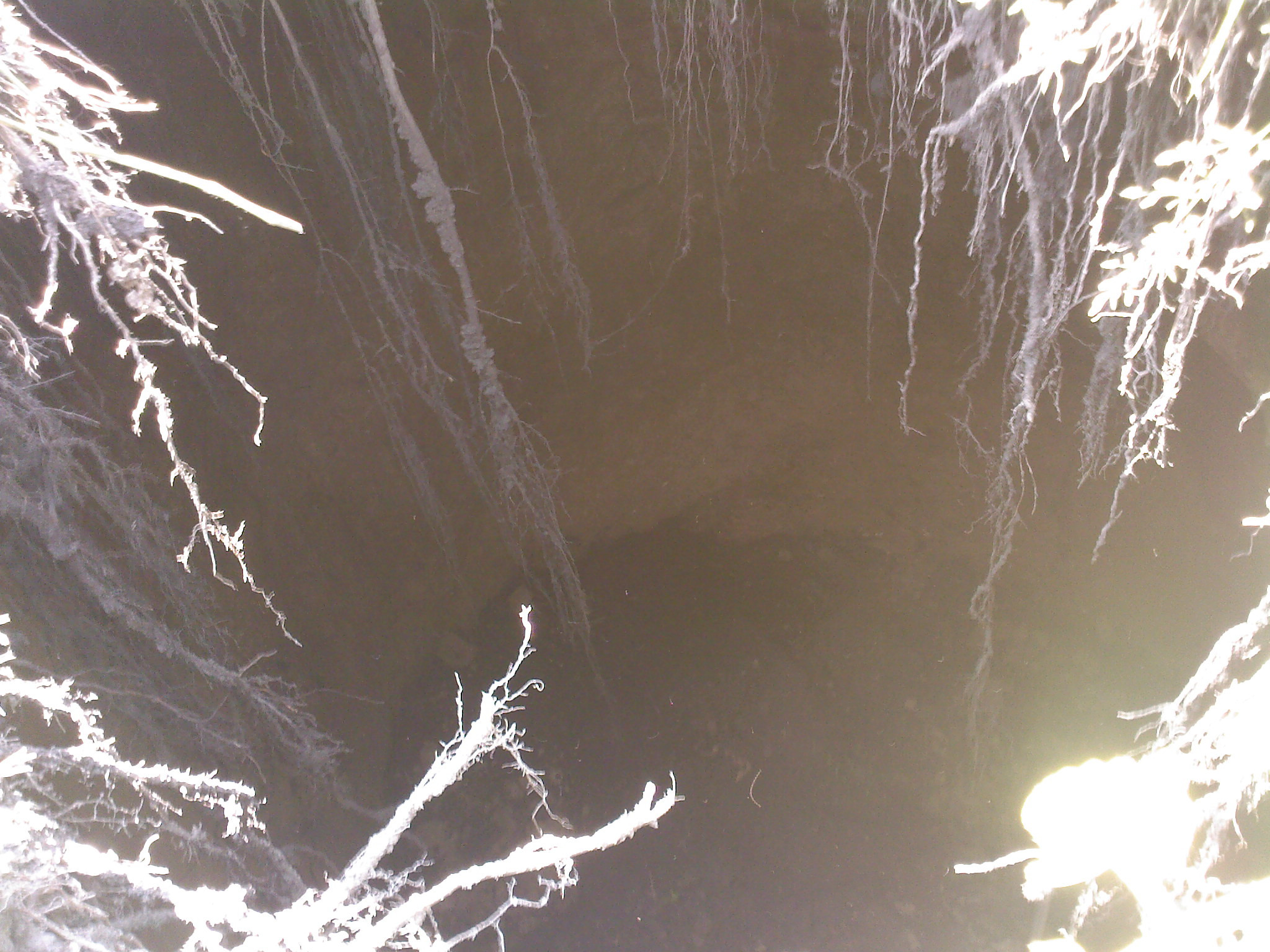 Hau de 15 metri aparut din senin in centrul capitalei Sloveniei